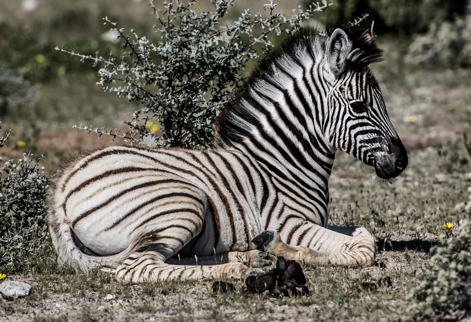 Zebra Foto & Bild | africa, southern africa, namibia Bilder auf