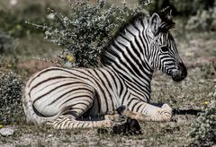 Zebra