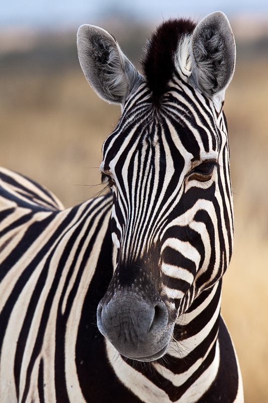 Zebra