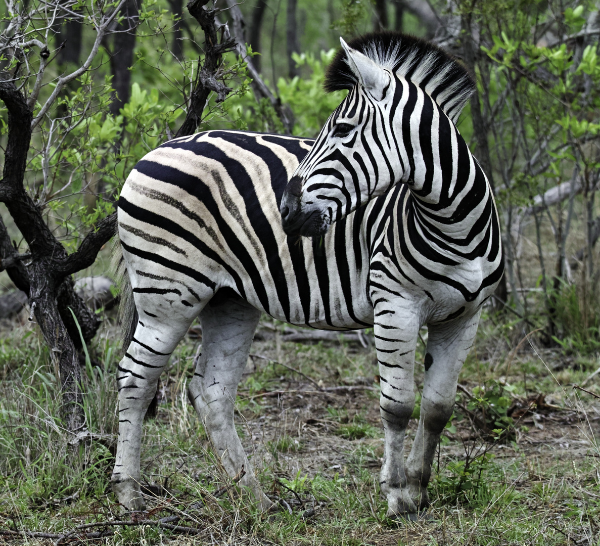 Zebra