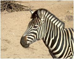 Zebra