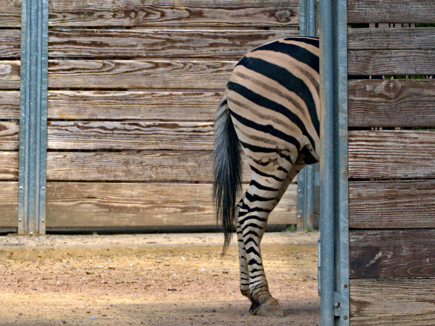 Zebra