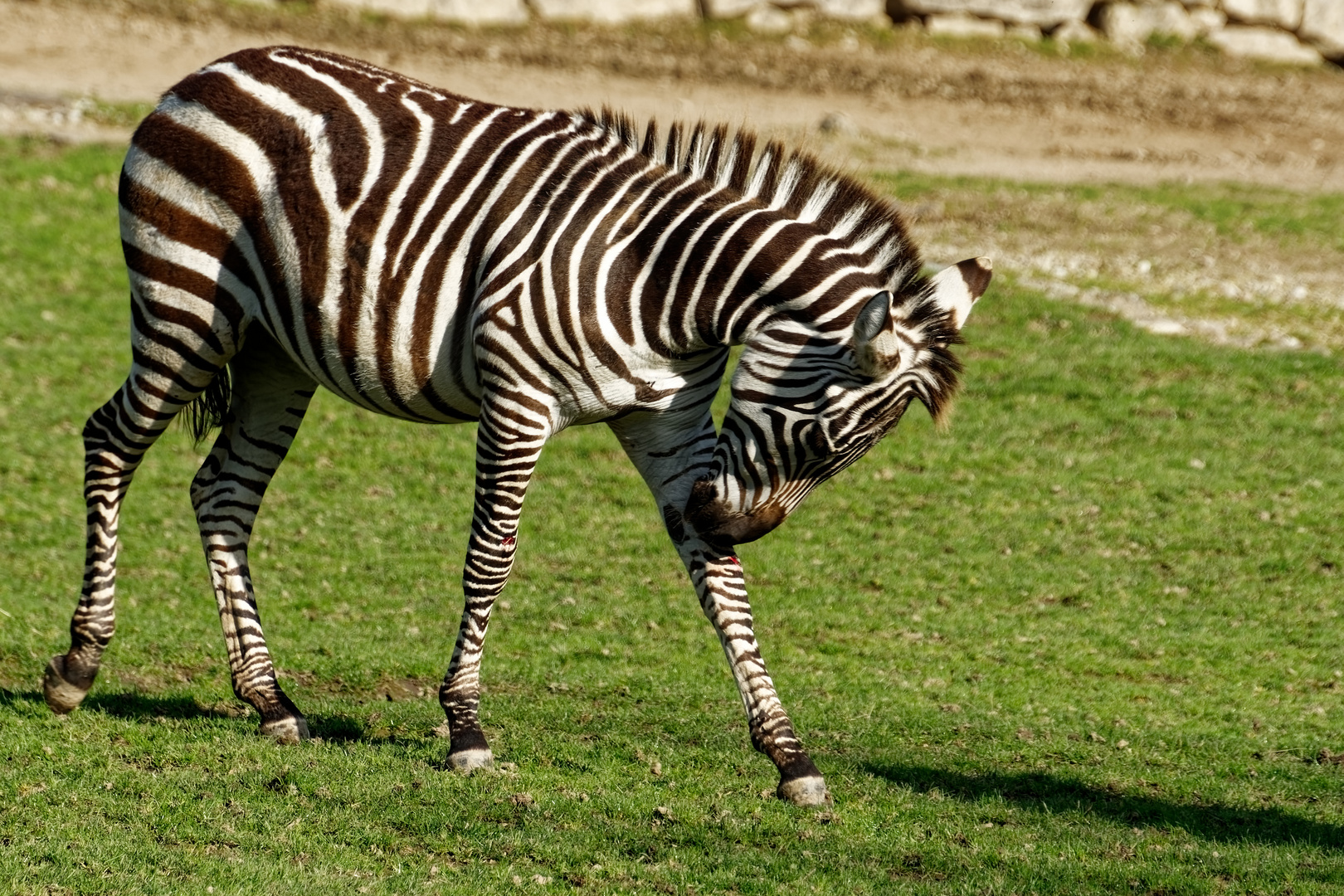 Zebra