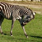 Zebra