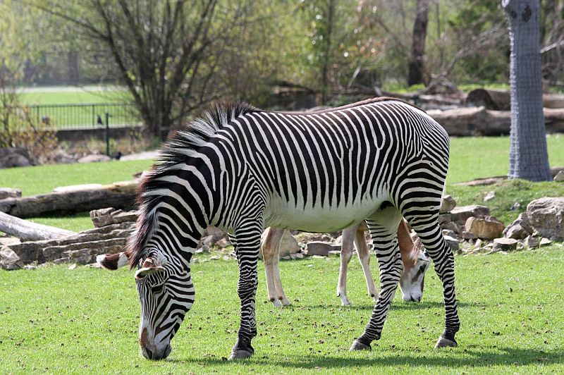 Zebra