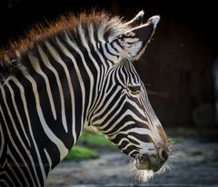 Zebra 