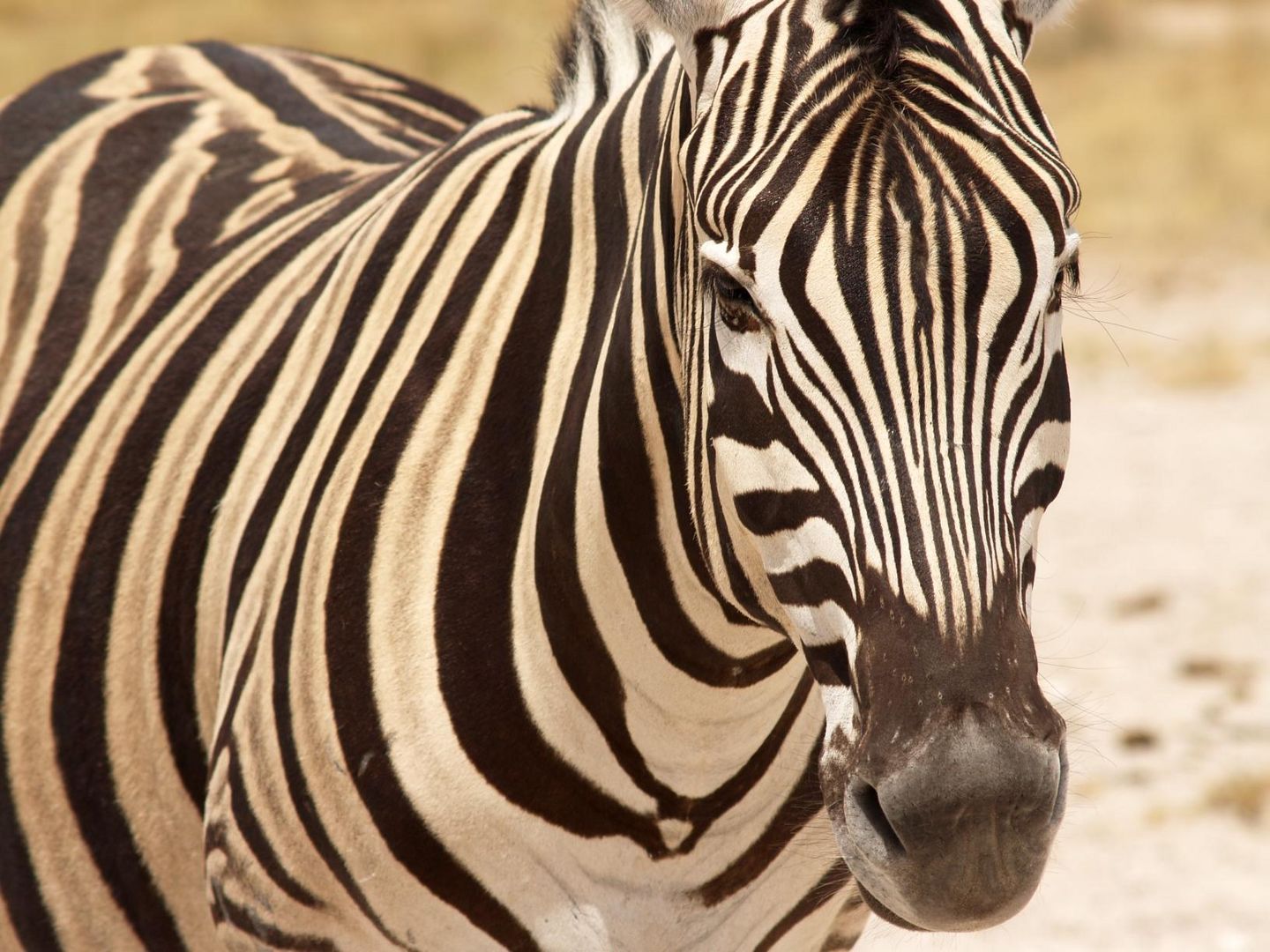 Zebra