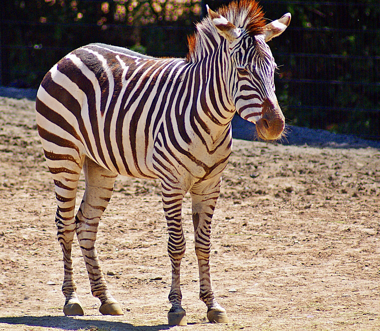 Zebra