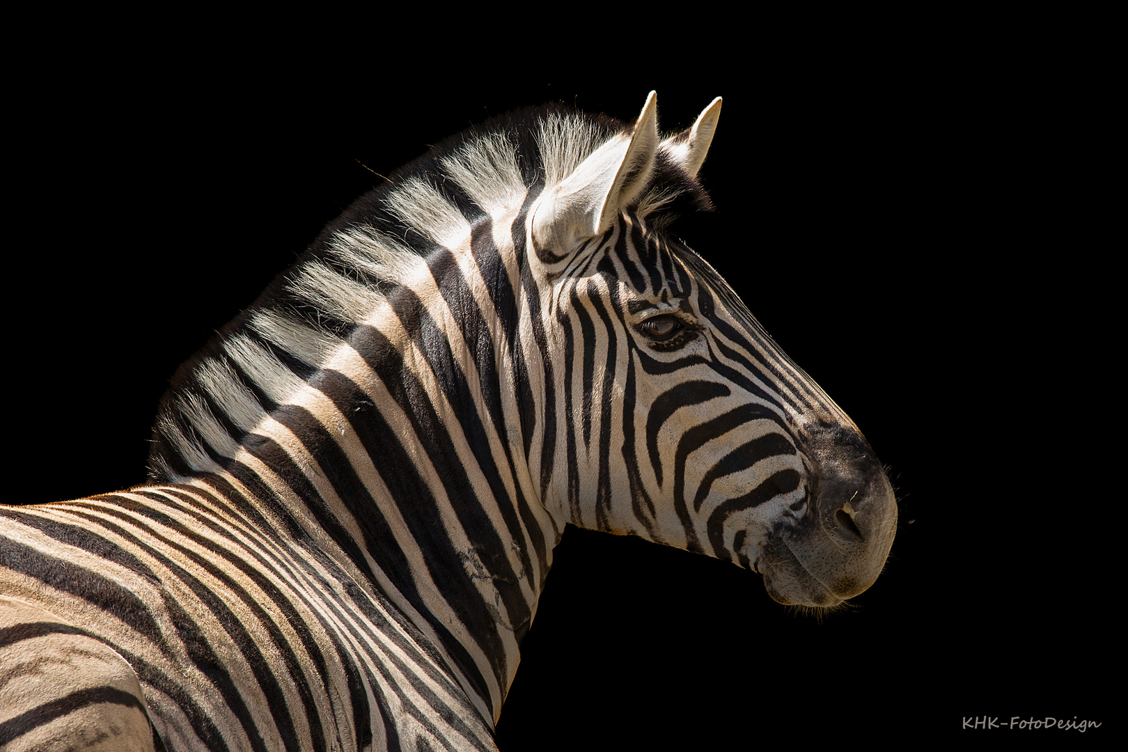 Zebra