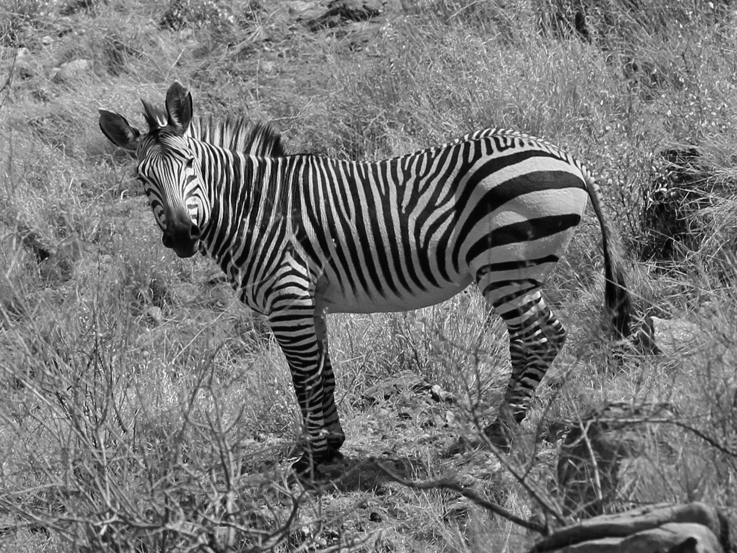 Zebra