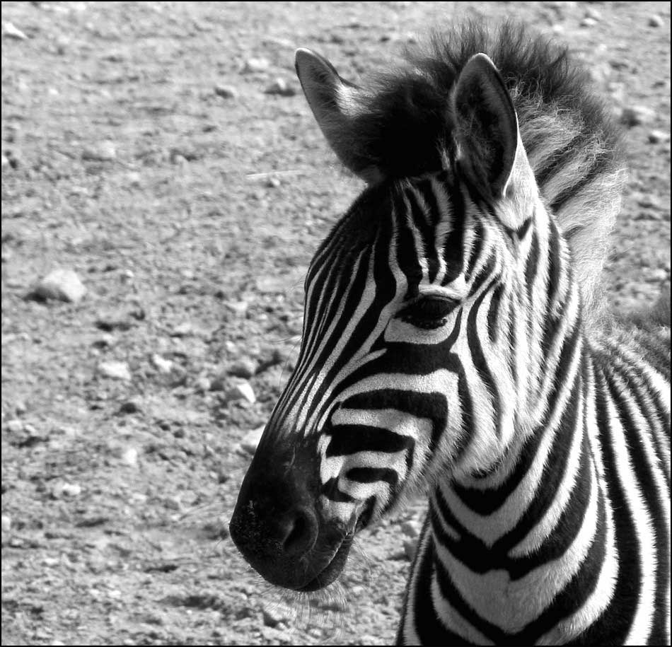 Zebra