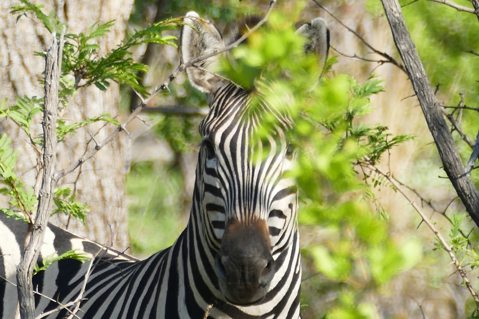 Zebra