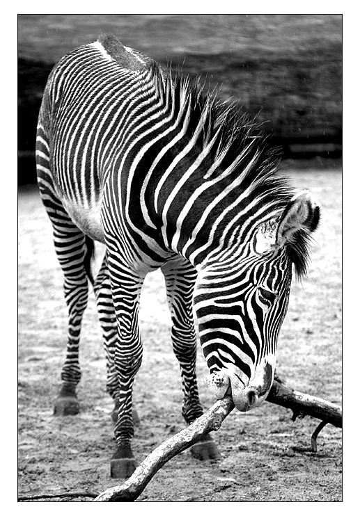 Zebra