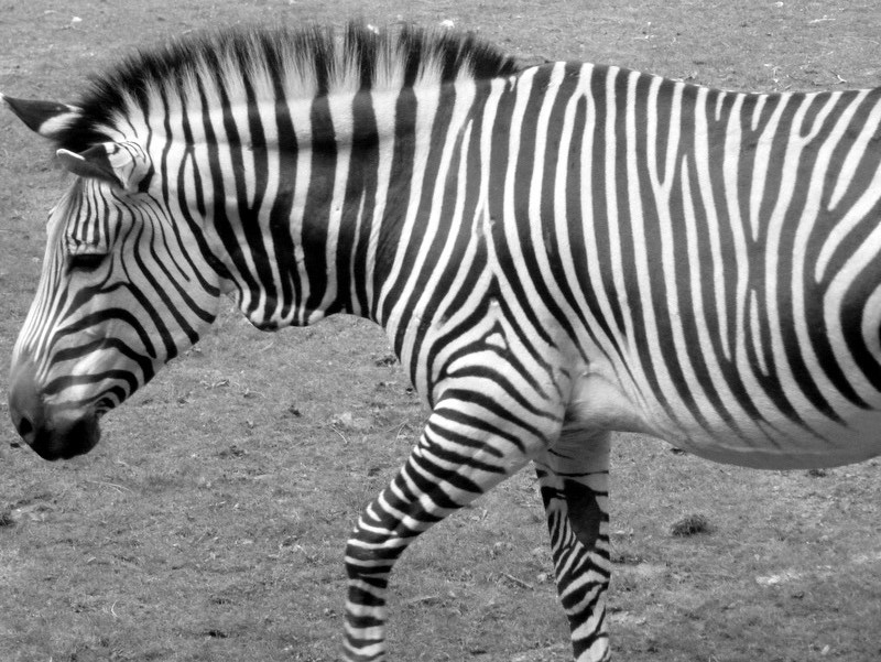 Zebra