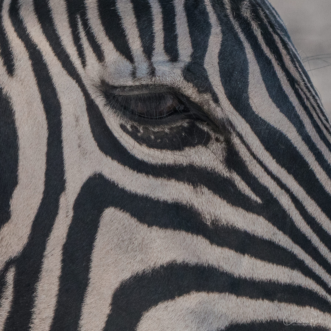 Zebra