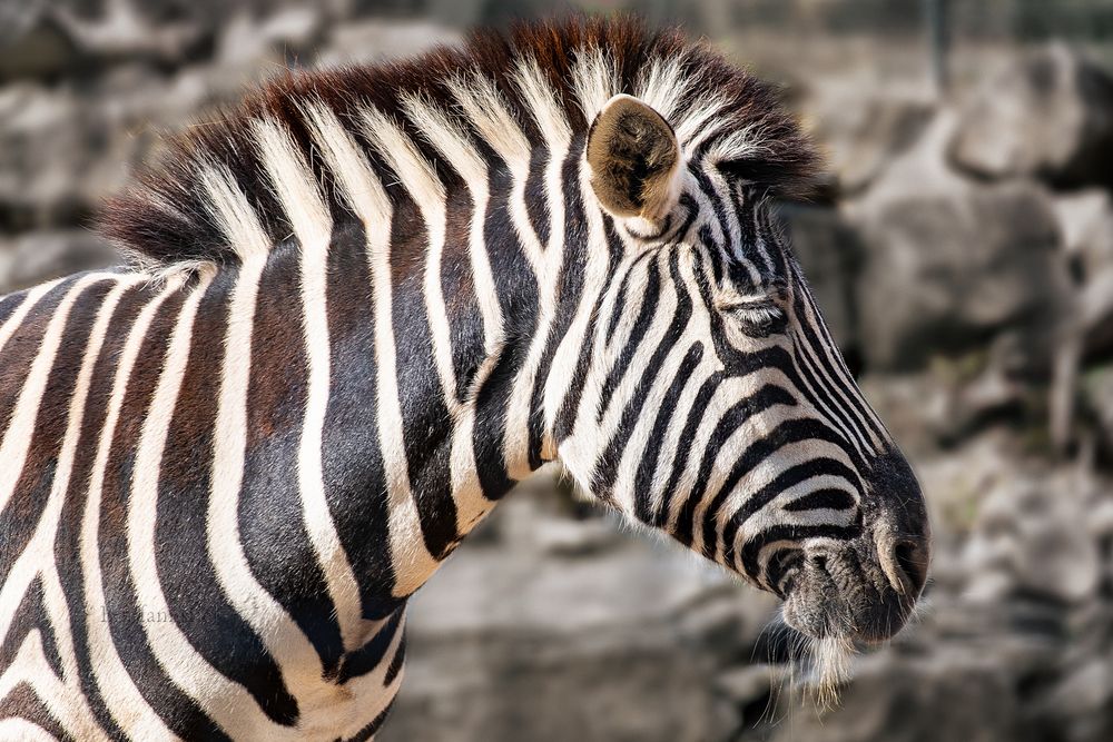 Zebra