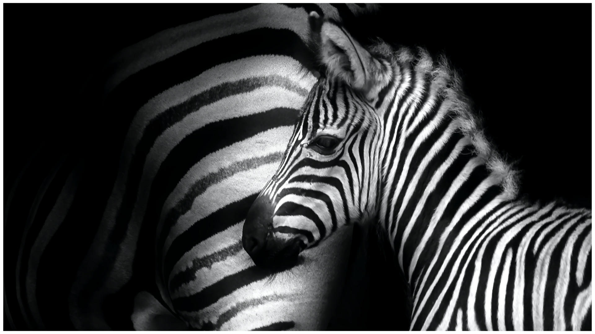 Zebra