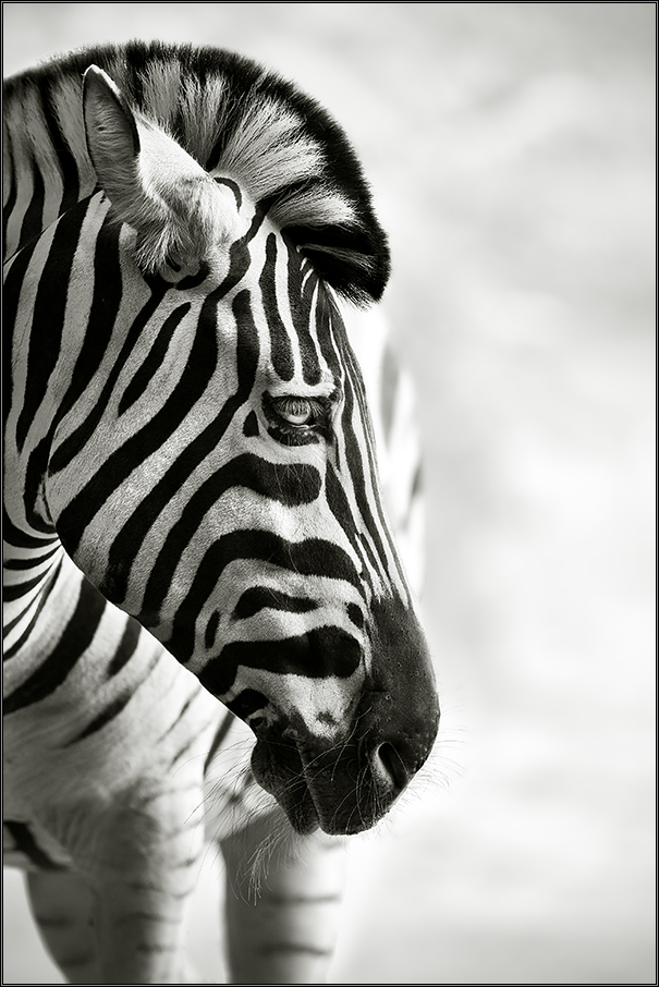 *Zebra*