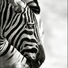 *Zebra*