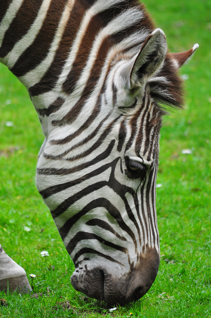 Zebra