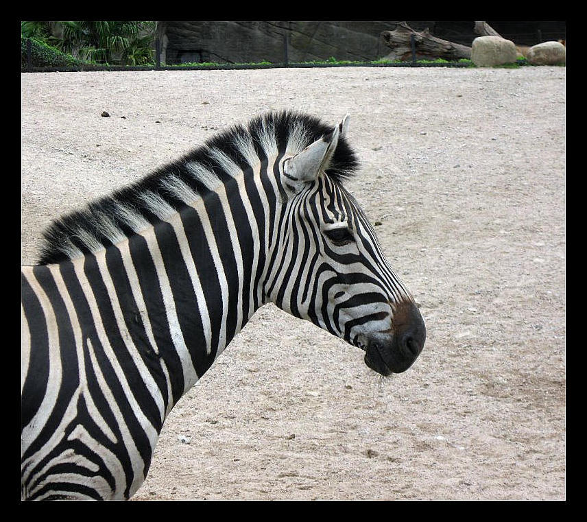 Zebra