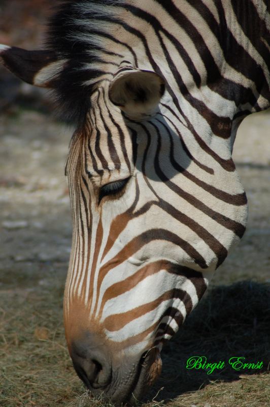 Zebra