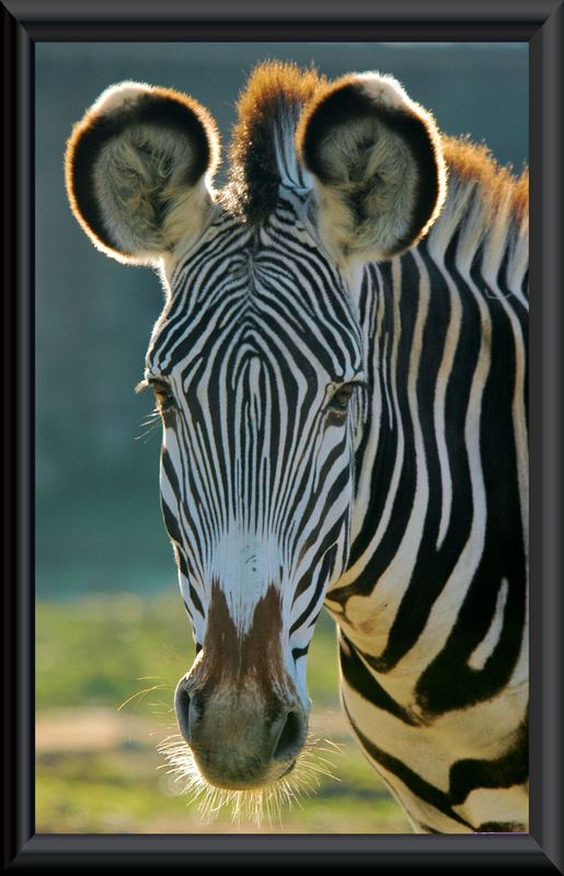 zebra