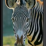 zebra