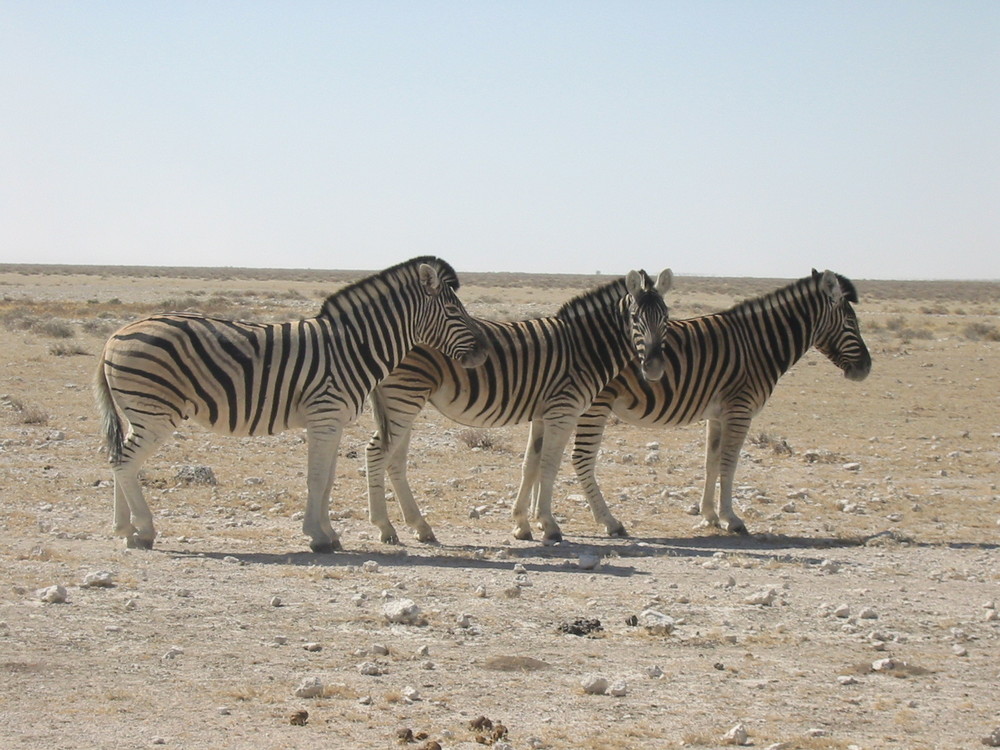 Zebra