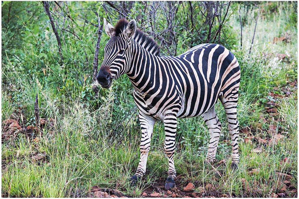 Zebra