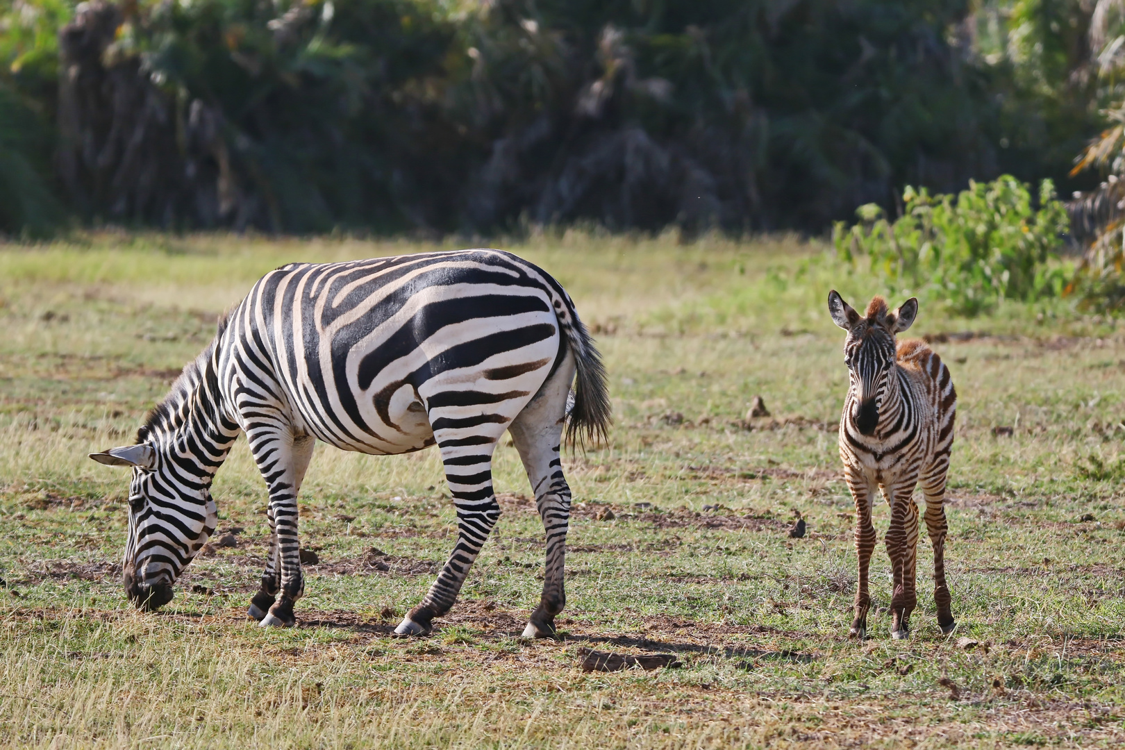 Zebra