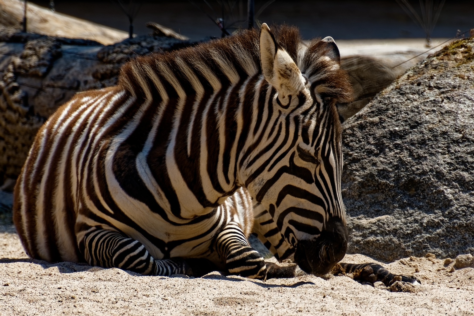 Zebra