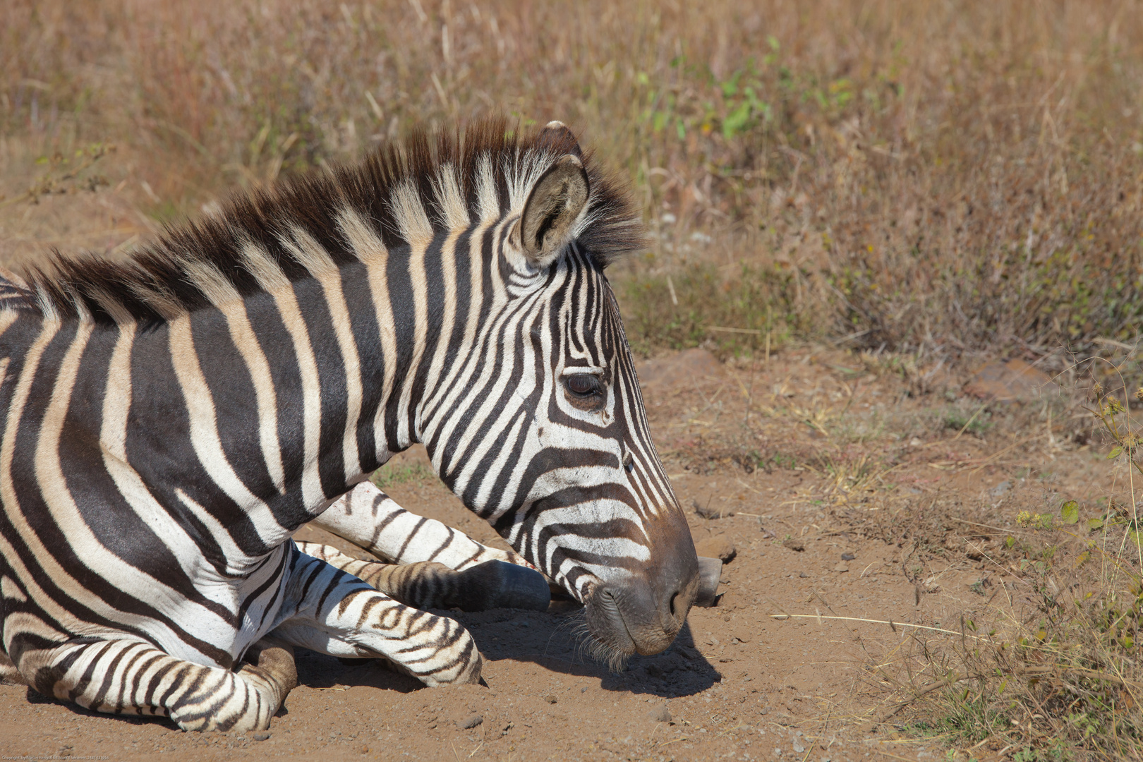 Zebra