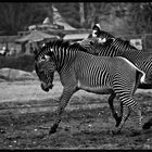 Zebra 7000