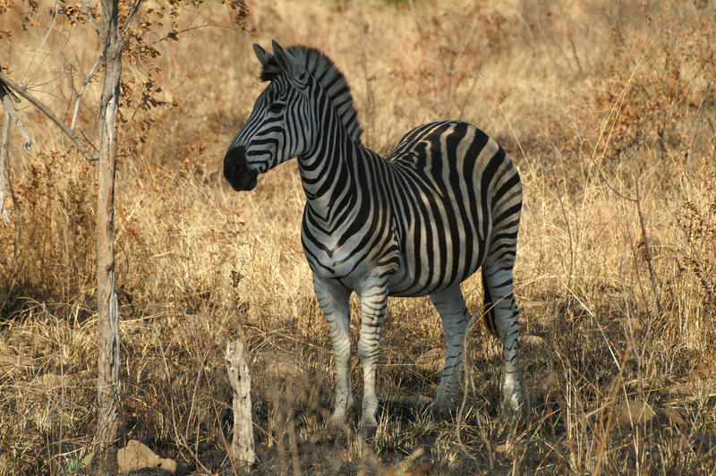 Zebra