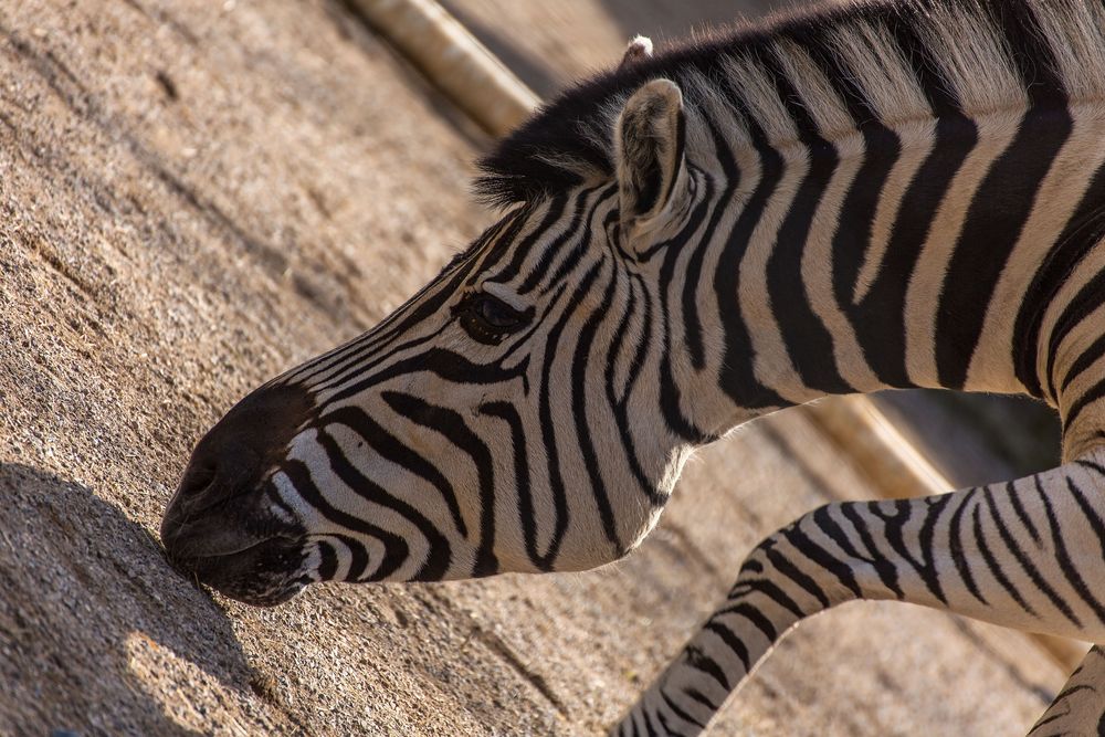 Zebra