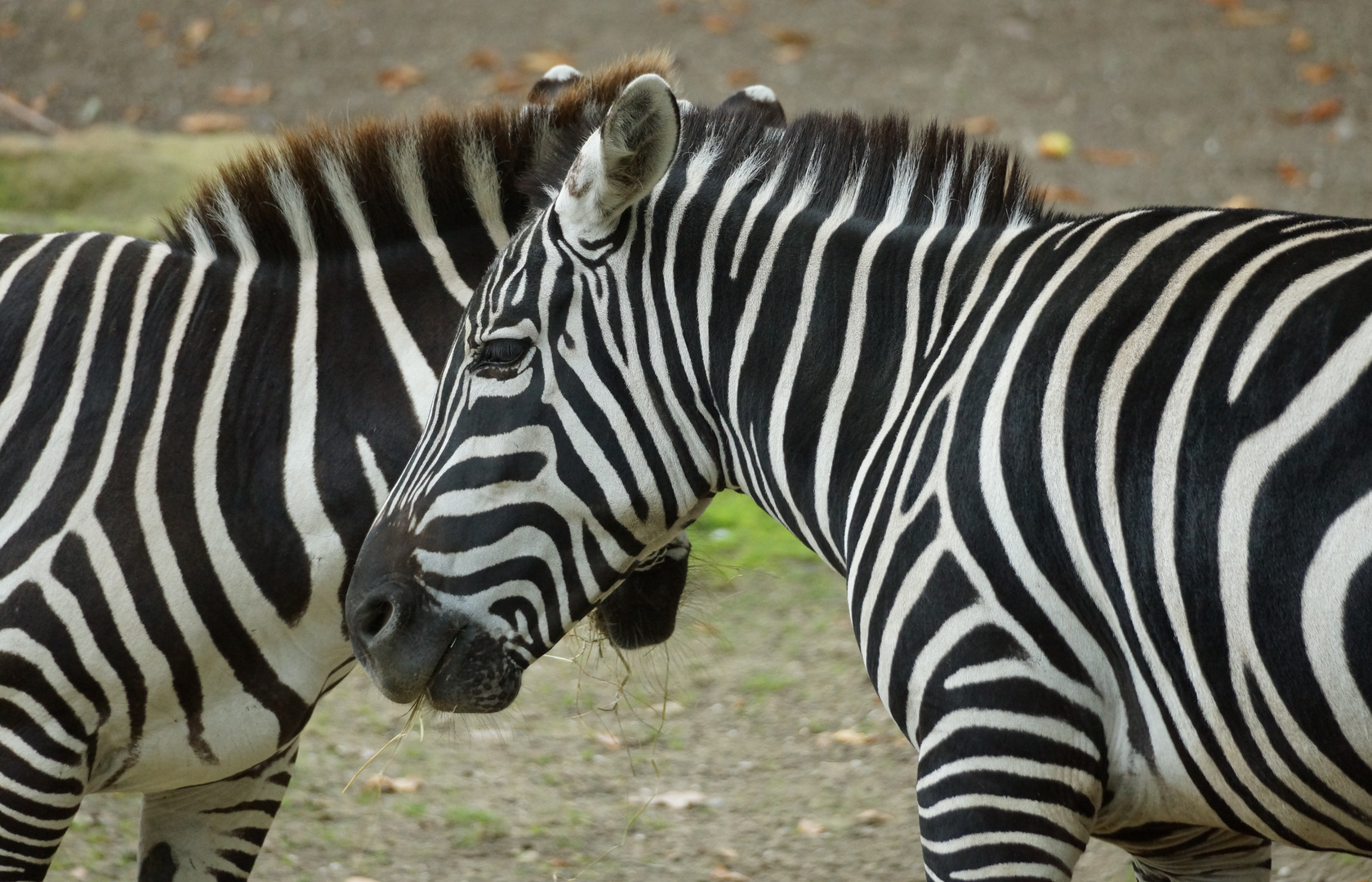 Zebra