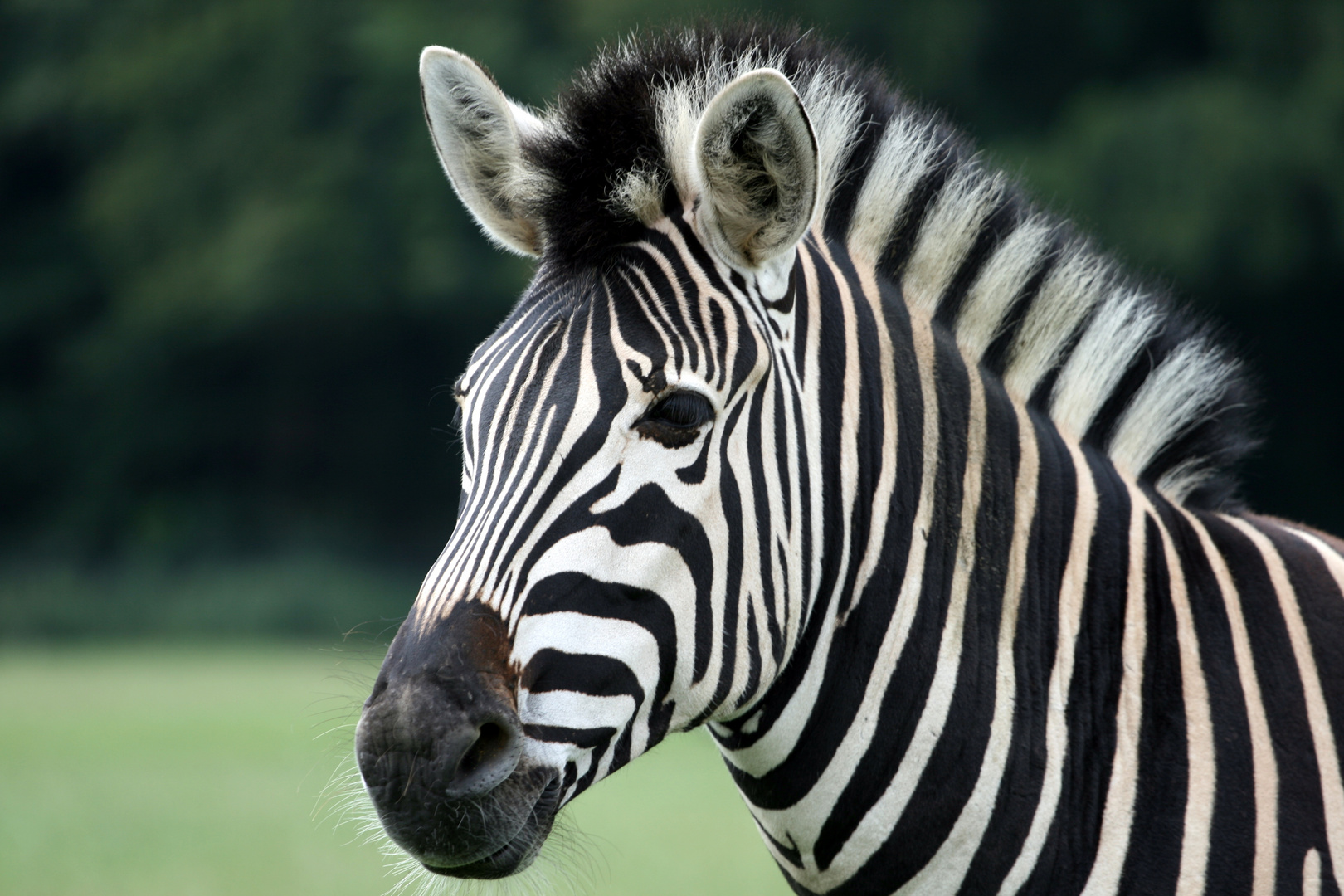 Zebra