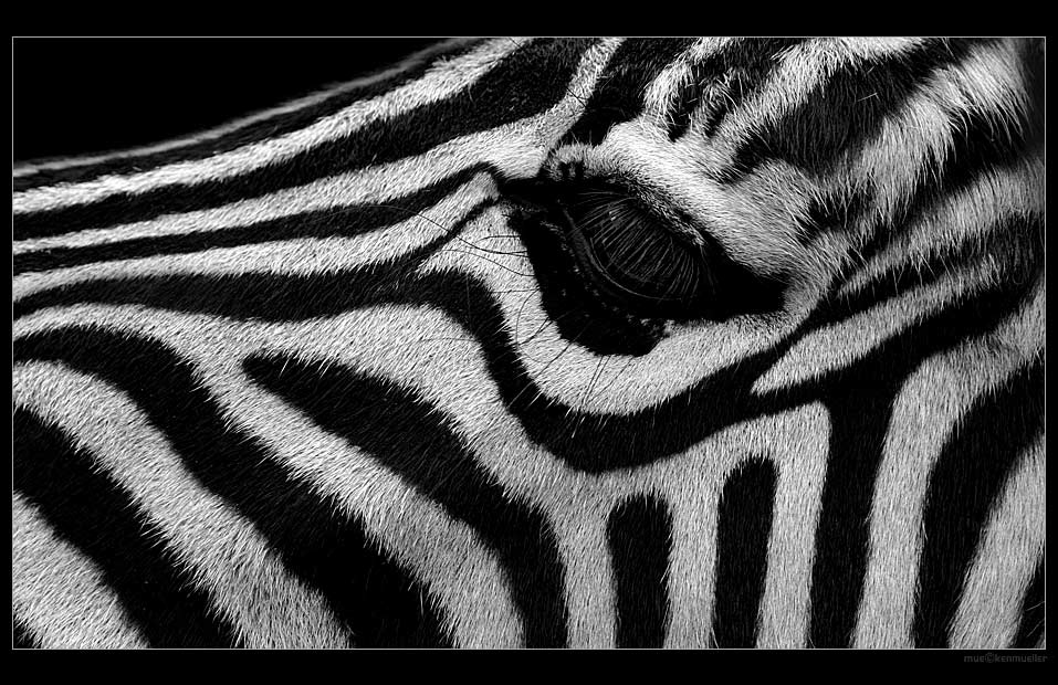 Zebra