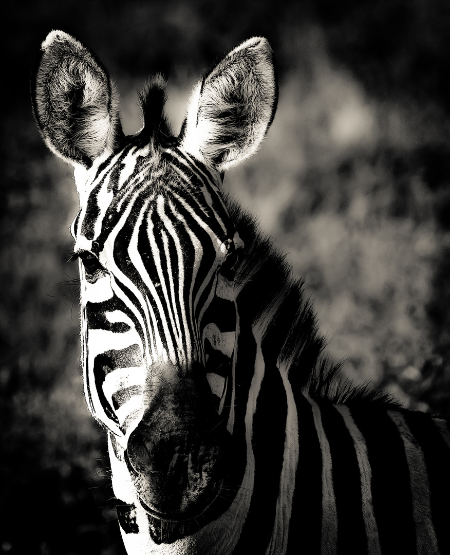 zebra