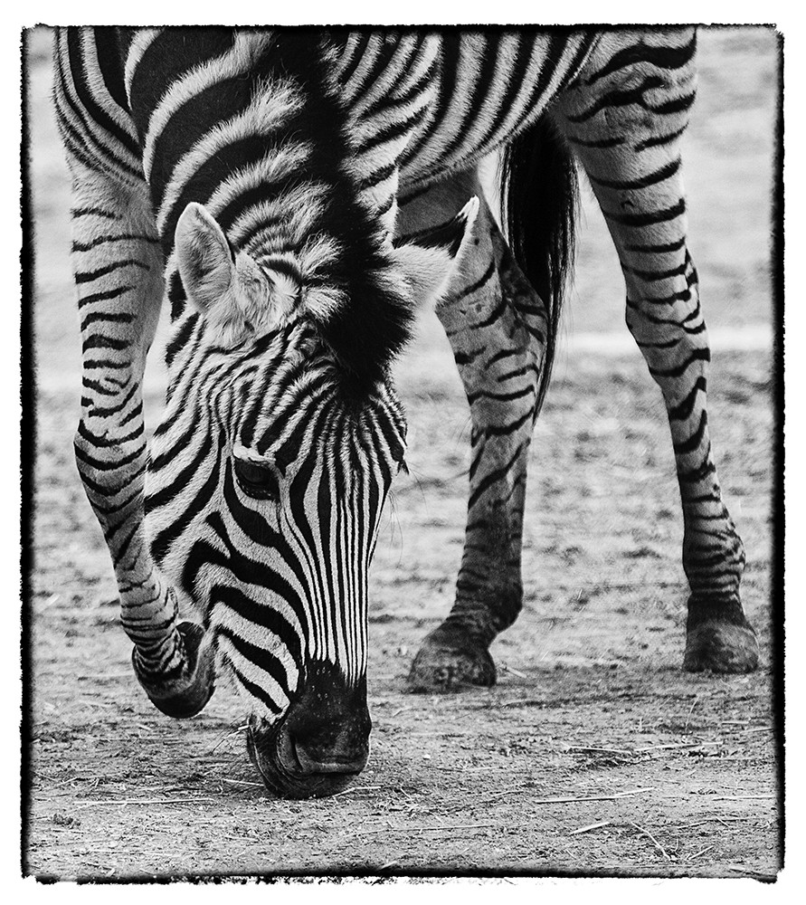 Zebra