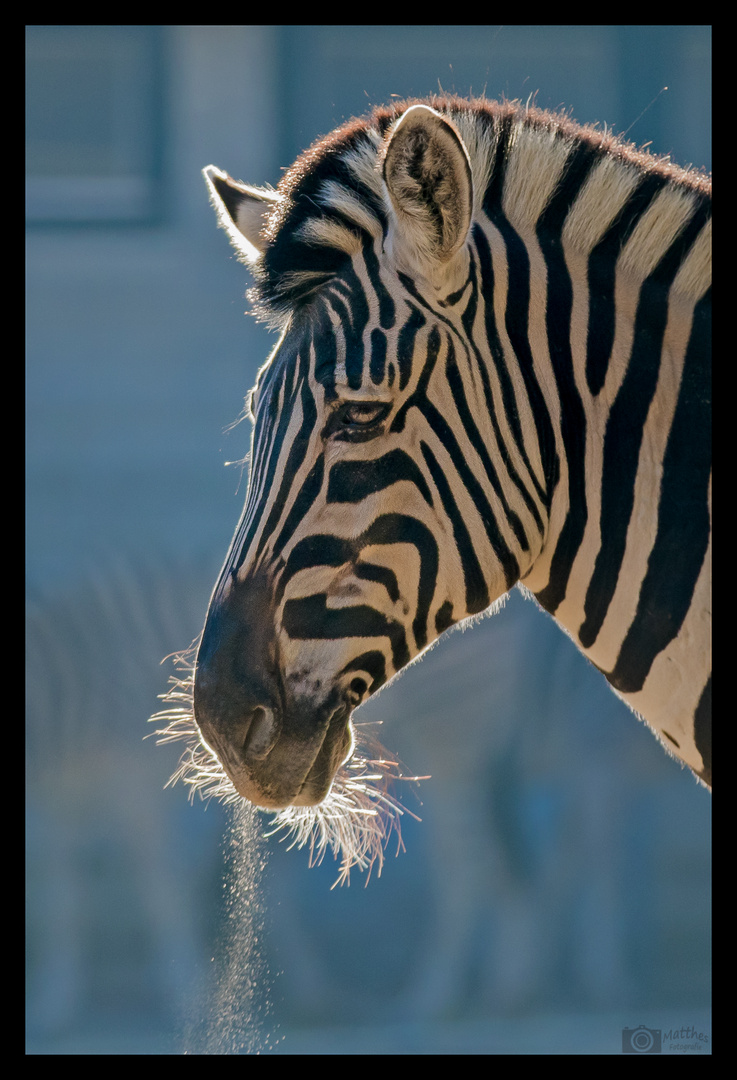 Zebra