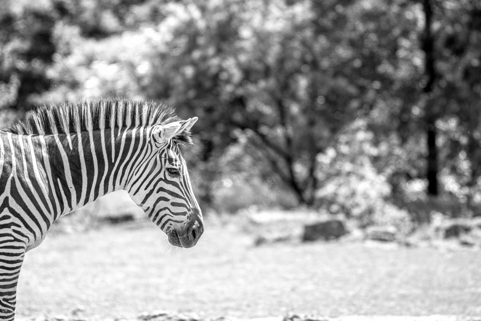 zebra