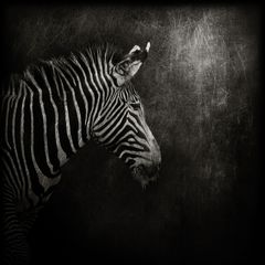 zebra