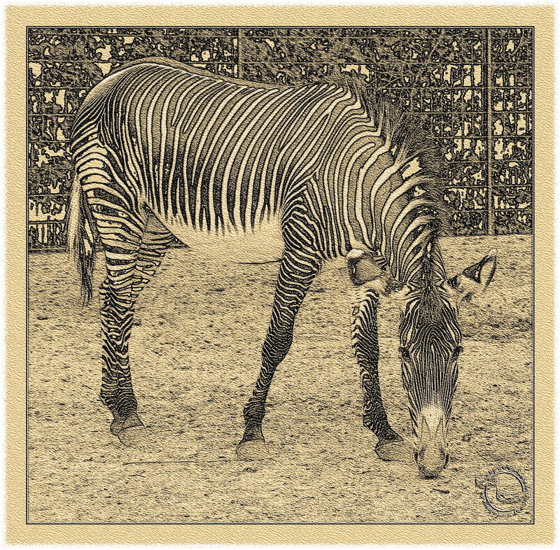 Zebra