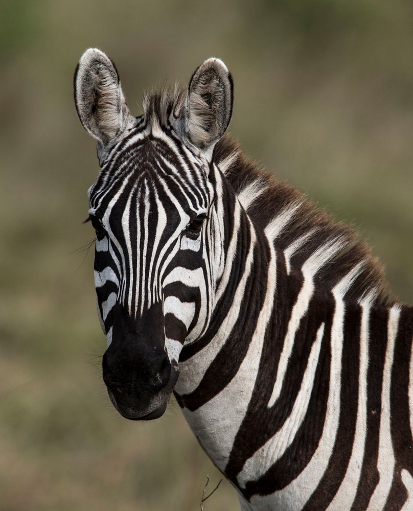 Zebra