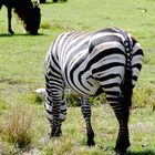 zebra