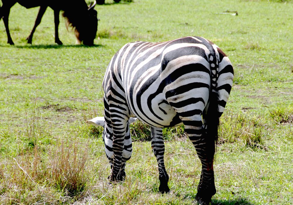 zebra