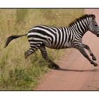 Zebra