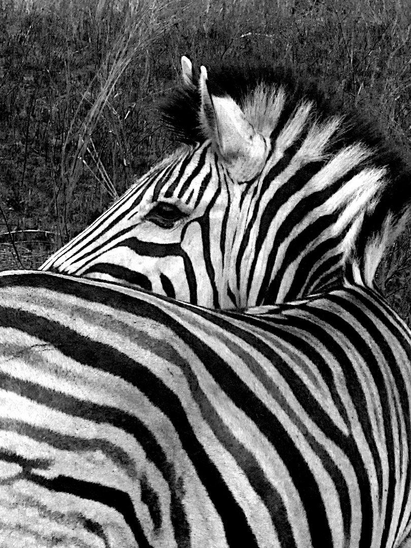 Zebra